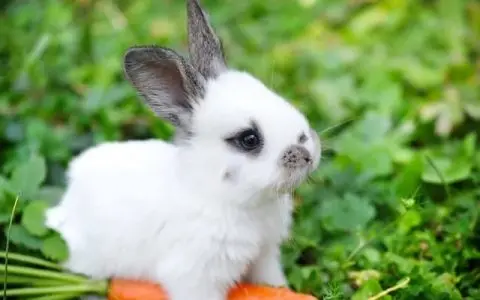属兔是哪年出生的 属兔的是几几年生的？