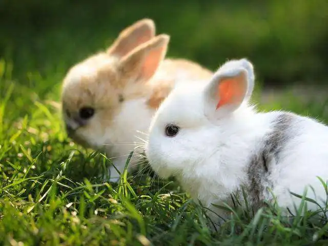 属兔的年份有哪些：请问属兔是哪一年的呢？