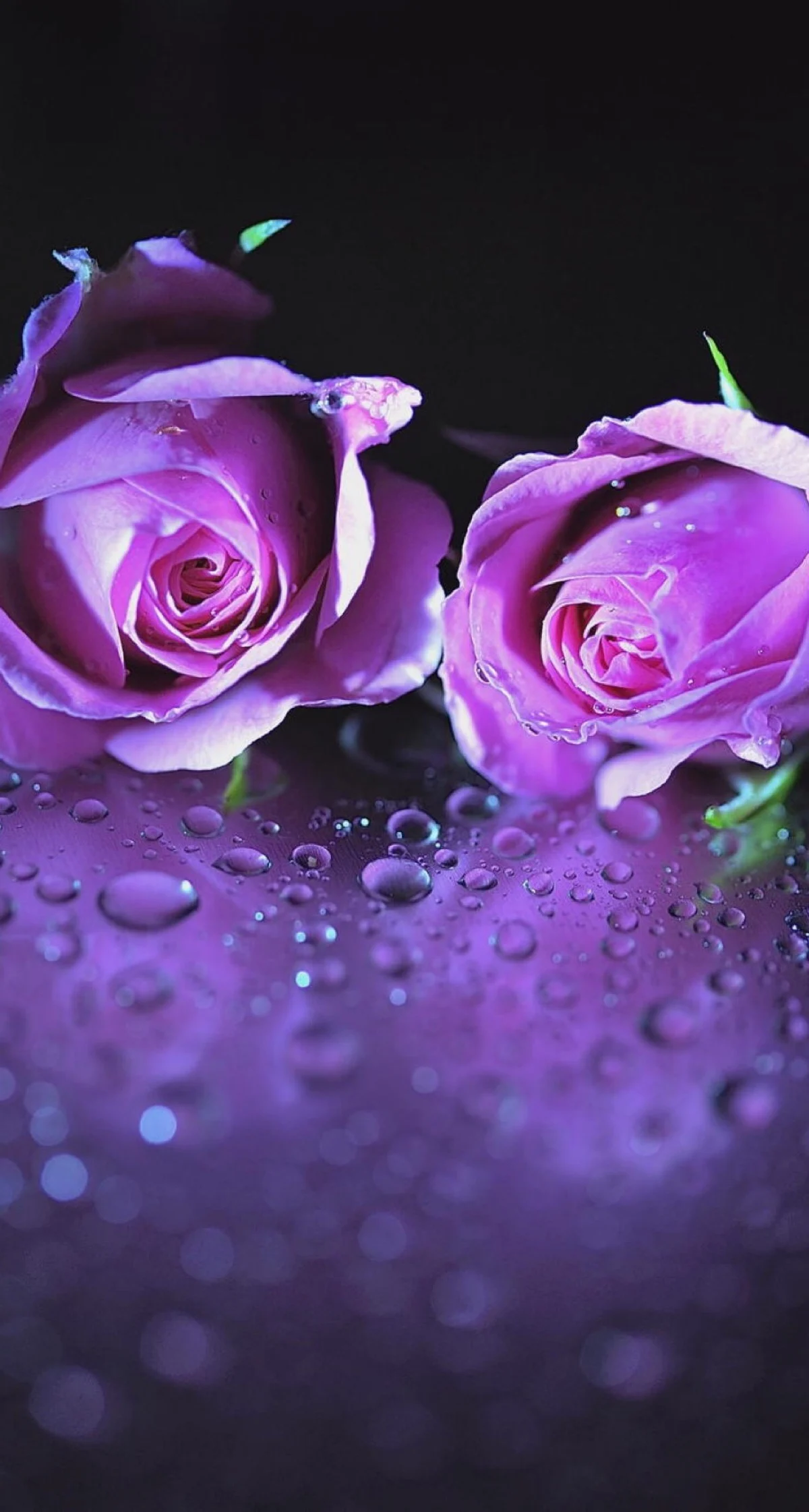 紫色玫瑰代表什么意思:紫色玫瑰代表什么意思？