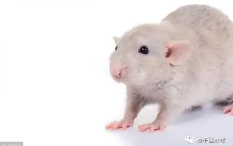 属鼠的佩戴什么好，属鼠的吉祥物是什么？